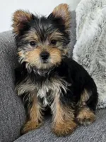 Violet , a female Yorkshire Terrier for sale in Fredericksburg, OH – 2 of 6