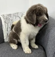 Sawyer , a male Newfoundland for sale in Fredericksburg, OH – 2 of 10