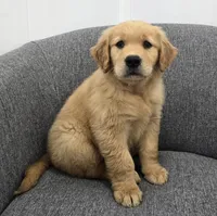 Rocky , a male Golden Retriever for sale in Fredericksburg, OH – 5 of 6