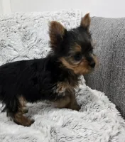 Opal , a female Yorkshire Terrier for sale in Fredericksburg, OH – 10 of 10