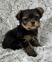 Pixie, a female Yorkshire Terrier for sale in Fredericksburg, OH – 3 of 7