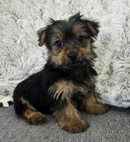 Lilac , a female Yorkshire Terrier for sale in Fredericksburg, OH – 3 of 6