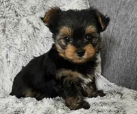 Pepper , a male Yorkshire Terrier for sale in Fredericksburg, OH – 3 of 5