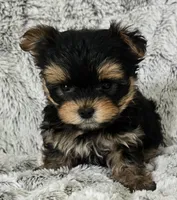 Parker, a male Yorkshire Terrier for sale in Fredericksburg, OH – 2 of 6