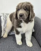 Sooner, a male Newfoundland for sale in Fredericksburg, OH – 2 of 6