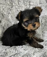 Pixie, a female Yorkshire Terrier for sale in Fredericksburg, OH – 6 of 7