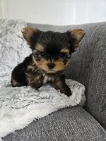 Prince, a male Yorkshire Terrier for sale in Fredericksburg, OH – 3 of 5