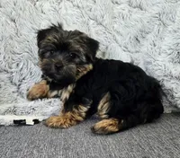 Lily , a female Yorkshire Terrier for sale in Fredericksburg, OH – 4 of 7