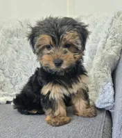 Tommy , a male Yorkshire Terrier for sale in Fredericksburg, OH – 2 of 7