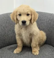 Niko, a male Golden Retriever for sale in Fredericksburg, OH – 3 of 8
