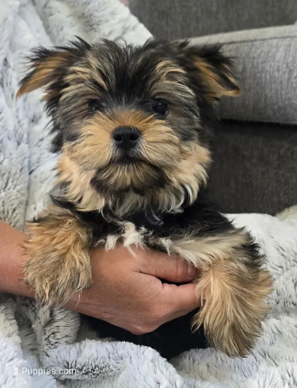Ollie  – Yorkshire Terrier puppy for sale in Fredericksburg, OH