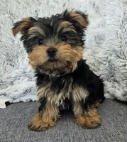 Teddy , a male Yorkshire Terrier for sale in Fredericksburg, OH – 6 of 7