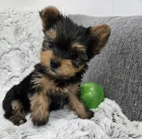 Oakley , a female Yorkshire Terrier for sale in Fredericksburg, OH – 4 of 5