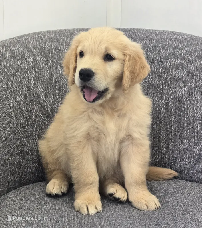 Riley  – Golden Retriever puppy for sale in Fredericksburg, OH