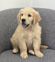 Riley , a male Golden Retriever for sale in Fredericksburg, OH – 3 of 6