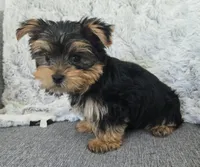 Teddy , a male Yorkshire Terrier for sale in Fredericksburg, OH – 7 of 7
