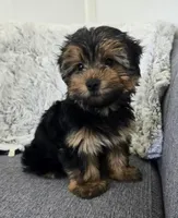 Tommy , a male Yorkshire Terrier for sale in Fredericksburg, OH – 4 of 7