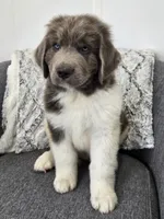 Sooner, a male Newfoundland for sale in Fredericksburg, OH – 3 of 6