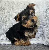 Teddy , a male Yorkshire Terrier for sale in Fredericksburg, OH – 2 of 7