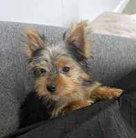 Opal , a female Yorkshire Terrier for sale in Fredericksburg, OH – 5 of 10
