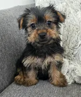 Lilac , a female Yorkshire Terrier for sale in Fredericksburg, OH – 4 of 6