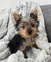 Opal , a female Yorkshire Terrier for sale in Fredericksburg, OH – 4 of 10