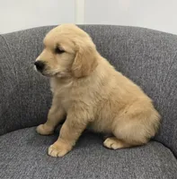Ryder , a male Golden Retriever for sale in Fredericksburg, OH – 3 of 4
