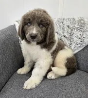 Sawyer , a male Newfoundland for sale in Fredericksburg, OH – 9 of 10