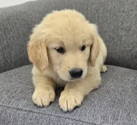 Bella, a female Golden Retriever for sale in Fredericksburg, OH – 5 of 5