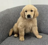 Ryder , a male Golden Retriever for sale in Fredericksburg, OH – 2 of 4