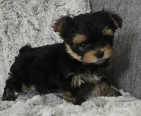 Parker, a male Yorkshire Terrier for sale in Fredericksburg, OH – 3 of 6