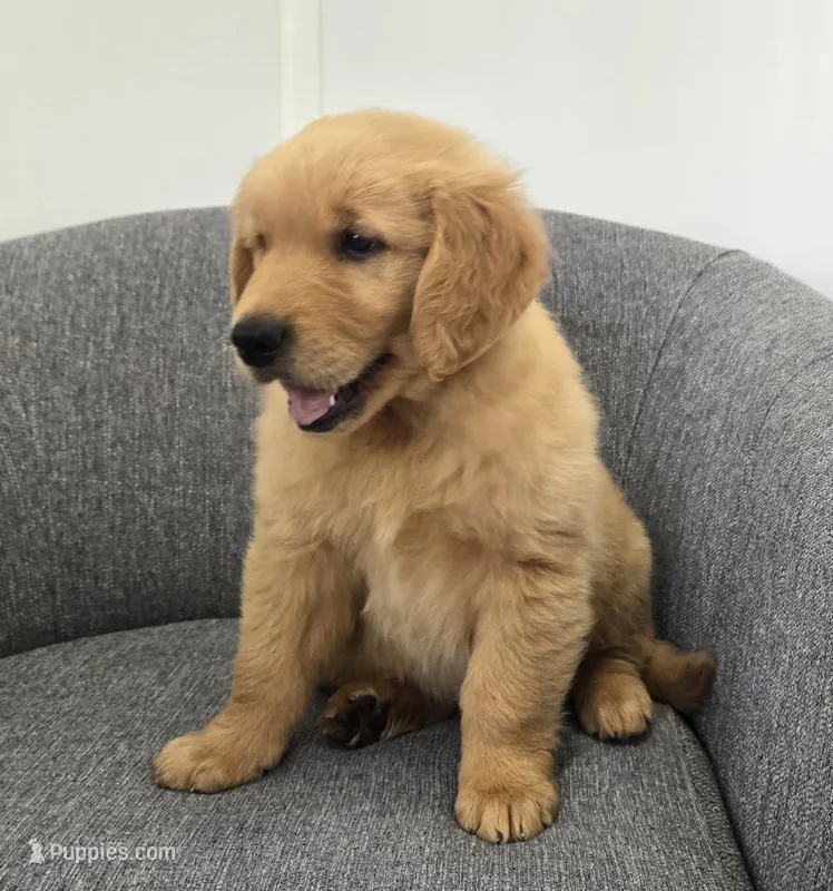 Rusty  – Golden Retriever puppy for sale in Fredericksburg, OH