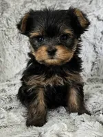 Pixie, a female Yorkshire Terrier for sale in Fredericksburg, OH – 4 of 7