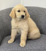 Brandy , a female Golden Retriever for sale in Fredericksburg, OH – 4 of 6