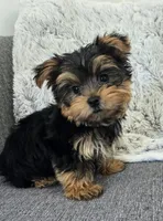 Teddy , a male Yorkshire Terrier for sale in Fredericksburg, OH – 5 of 7