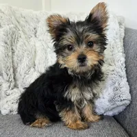 Violet , a female Yorkshire Terrier for sale in Fredericksburg, OH – 5 of 6