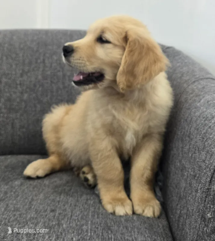 Niko – Golden Retriever puppy for sale in Fredericksburg, OH