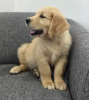 Niko, a male Golden Retriever for sale in Fredericksburg, OH – 1 of 8