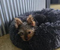 Opal , a female Yorkshire Terrier for sale in Fredericksburg, OH – 2 of 10