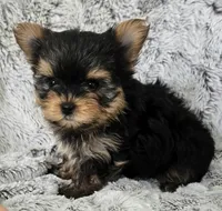 Prince, a male Yorkshire Terrier for sale in Fredericksburg, OH – 4 of 5
