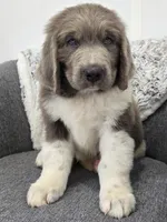 Scout , a male Newfoundland for sale in Fredericksburg, OH – 2 of 6