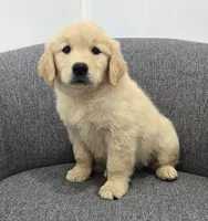 Bella, a female Golden Retriever for sale in Fredericksburg, OH – 4 of 5