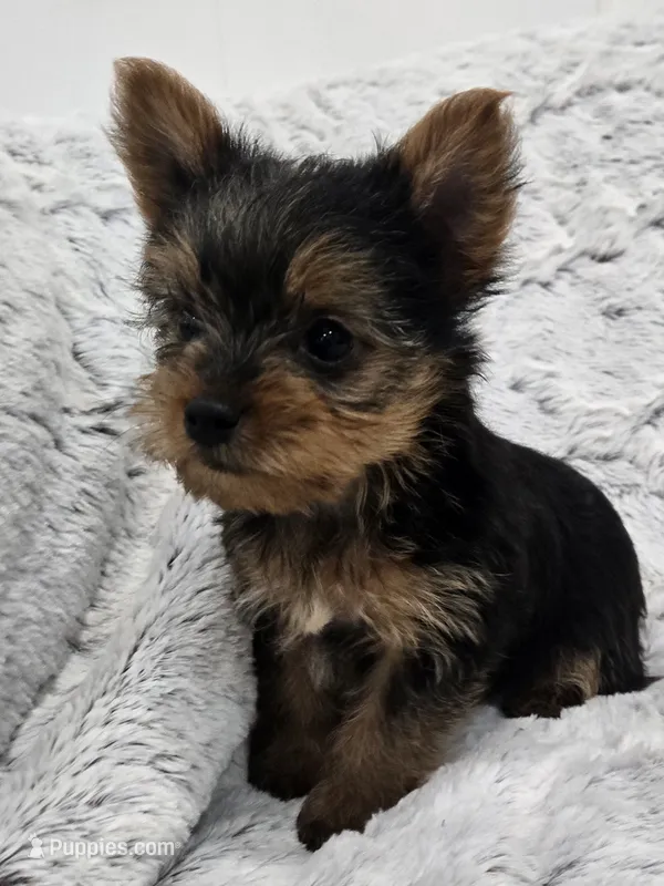 Opal , a female Yorkshire Terrier for sale in Fredericksburg, OH – 1 of 1