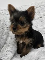 Opal , a female Yorkshire Terrier for sale in Fredericksburg, OH – 1 of 1