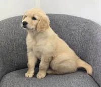 Brandy , a female Golden Retriever for sale in Fredericksburg, OH – 5 of 6