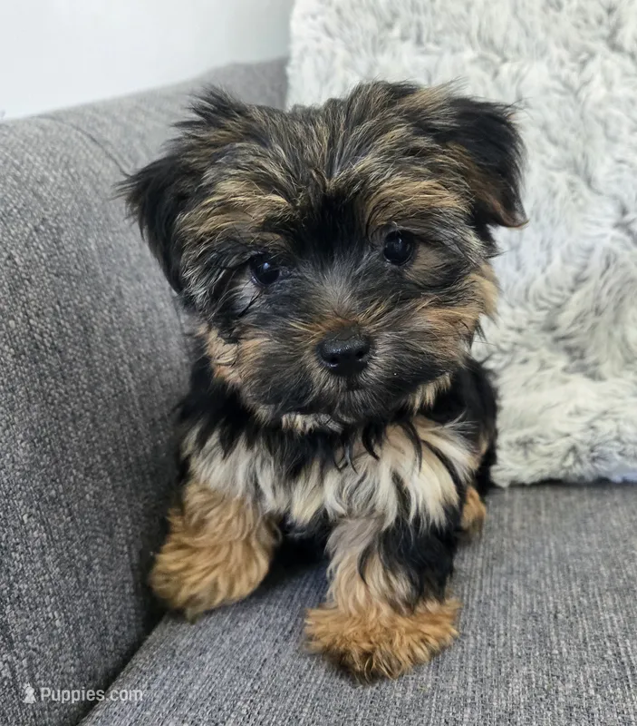 Lily  – Yorkshire Terrier puppy for sale in Fredericksburg, OH