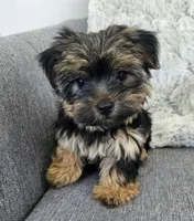 Lily , a female Yorkshire Terrier for sale in Fredericksburg, OH – 1 of 7