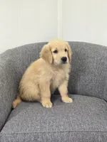 Riley , a male Golden Retriever for sale in Fredericksburg, OH – 5 of 6