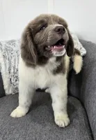 Sawyer , a male Newfoundland for sale in Fredericksburg, OH – 7 of 10