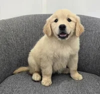 Bella, a female Golden Retriever for sale in Fredericksburg, OH – 3 of 5